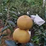 「吾家有梨初長成」！卸下袋裝的它，碩大的體型看來相當(dāng)顯眼，難怪被農(nóng)家一眼相中：就決定是你們了，我將帶你們到每一位值得接受祝福的人手中。