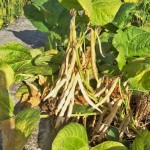 待紅豆莢成熟，農(nóng)民才可一一採收，撥開豆莢挑選出飽滿漂亮的豆籽。