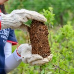 將樹苗種至植穴前，先將土球盤根的部分舒展開，以利樹苗種植後的根系發(fā)展。