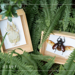 體驗(yàn)活動(dòng)—手作植物昆蟲，透過(guò)不同的自然素材，搭配敏銳觀察力，著手製作獨(dú)一無(wú)二的專屬工藝品。