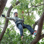 接獲攀樹挑戰(zhàn)的大人們，不惶多讓直攀樹稍，近距離欣賞樹冠的雄偉壯麗