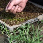 『小小的秧苗寶寶』，夏天需要蓋網(wǎng)子防止曬傷，冬天需要蓋不織布被子防止凍傷，並防止蟲害，是農(nóng)民們寶貝的囡仔，悉心的呵護(hù)著。