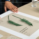 將紙蕨黏至底紙上，再黏上裱框紙，裱成框畫，增添深度感，作為家中裝飾，妝點(diǎn)綠意。