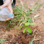 脫離盆栽後，最後一次的人為澆水，回歸大自然後，就需靠樹苗們獨(dú)立生長，吸收大自然的陽光、雨水，期盼健康長大。