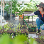 將分盆好的樹苗放置育苗方盤中，為小苗們澆水，後續(xù)統(tǒng)一放在中央培育區(qū)，培育至30-60公分，合適出栽種植的高度。
