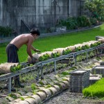 一捲捲的秧苗，在秧苗輸送機(jī)上，方便農(nóng)民從較遠(yuǎn)處的秧苗場輸送，可節(jié)省人力與時(shí)間。