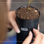 將大肚山原生種的植物標(biāo)籤貼於黑軟盆上緣，方便隨時(shí)記錄成長(zhǎng)大小與數(shù)量。