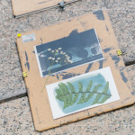 將擺放好素材的明信片，曝曬在太陽下約5~6分鐘，被植物與花卉覆蓋的部分將呈現(xiàn)白色，而未覆蓋的區(qū)域則會(huì)顯現(xiàn)出深邃的藍(lán)影。