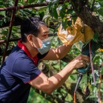 新業(yè)起一大早，加入採梨的行列，使用專用電剪剪梨，一手扶住梨子底端，一手將剪刀口對準梨子的枝枒，使樹枝應聲而斷，加快採收的效率。（圖為新業(yè)建設邱正光副總經(jīng)理）