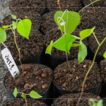 『生態(tài)植樹』選擇百種以上大肚山在地的原生樹種為主要培育對象，以符合原生態(tài)系統(tǒng)，『遺傳多樣性』種植的樹苗專案培育，以確保野生樹木基因庫的保育。