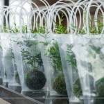 臺(tái)灣小小島嶼，富有700多種蕨類植物，60多種為臺(tái)灣原生種，致上『銀脈鳳尾蕨苔球』，為這場(chǎng)紙蕨手作時(shí)光，增添更多綠藝氣息。