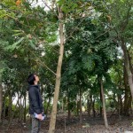 新業(yè)選樹條件相當多，像這棵大花紫薇要看花期、排水率與落葉狀況，希望能提供住戶最理想愜意的森活環(huán)境。