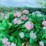 初綻的繡球花如戀愛中的少女，輕輕地聆聽花語，低低地訴說柔情…。