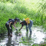 當(dāng)天除了撿拾垃圾，也將河裡的外來(lái)種植物移除，水芙蓉、布袋蓮──過(guò)去因?yàn)榛ㄐ蚊利惗灰M(jìn)臺(tái)灣，如今過(guò)度的繁殖影響水流，也排擠原生物種的棲息環(huán)境。