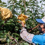 採收時，農(nóng)民滿懷期待的拆開套袋，看到了一顆顆健康飽滿的梨子，這一年多少的辛勞都值得了！