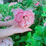 因繡球花一蒂有八蕊，狀似八仙相聚，因此獲「八仙花」之名。