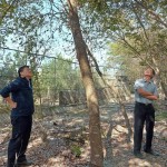 簡福榮總經(jīng)理（圖右）與吳志輝建築師（圖左），各自從不同方向繞樹觀察評估，並想像著未來住戶在樹下抬頭望見的景象。