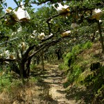 穿梭在園裡的小徑，放眼望去都是一包包的梨子，套袋的用意是為了讓梨子們更牢固的成長，也防止鳥兒與蟲兒的光顧。