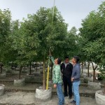 替樟樹量量身高，掌握生長狀況。