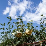 山嵐、雲(yún)霧、烈陽、雨霖的相伴，遍部在山間園裡，是一包包、一串串的結晶。