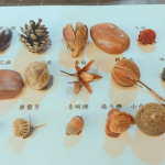這些小小果實(shí)種子您認(rèn)得哪些呢？