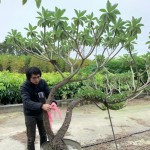 雀屏中選後的白水木，在腰間綁上紅絲帶作為標示，「歡迎加入新業(yè)的大家庭，今後也要好好生長喔！」