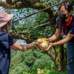 新業(yè)同仁小心翼翼地捧住梨子，遞給下方的守門員，就像是心傳心，默契盡在不言中。