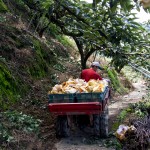 隨著搬運車的引擎轟隆隆地發(fā)動，行駛在山間顛簸的小徑上，已被裝箱的梨子正準備滿載而歸。