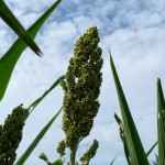 在晴空萬里微風輕輕吹拂下，結實累累的高粱穗花在風中恣意地搖擺，是舒爽怡人的金門日常。