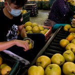 年復一年承擔著梨群的重量，進行拆袋剪枝的程序，熟練的做著熟悉的步驟，將一顆顆的梨子剪枝後成箱，準備進行到分級的階段。