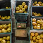 將每一顆梨子分級到屬於自己的舒適圈，每一個步驟都是手的溫度，感受與梨子密不可分的餘韻。