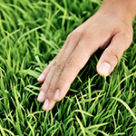 稚嫩青翠，這是益全香米的幼苗，稍後準(zhǔn)備動(dòng)工。