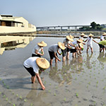 雖然插秧是同仁們的第一次，但看起來有模有樣，我們也體會(huì)到農(nóng)夫的辛苦了。