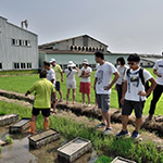 不光白白體驗(yàn)插秧，也要詳細(xì)了解生產(chǎn)稻米的來龍去脈。