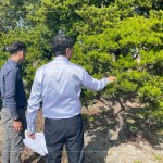 羅漢松為東亞地區(qū)常見的常綠樹木，樹枝柔韌且抗風(fēng)性強(qiáng)，更有象徵幸福安康、健康富貴之意，可謂是造景設(shè)計(jì)的首選。