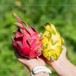 火龍果屬於外來品種，最早是由荷蘭引進，產(chǎn)季為每年三月到十一月，當天品嚐『紅皮紅肉種』、『紅皮白肉種』，以及產(chǎn)量較少但甜度更高的『黃皮白肉種』。