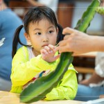 擷取火龍果的一小段莖，近距離觀察表面的尖刺、外觀紋理，經(jīng)由觸摸連結(jié)植物的生長記憶。