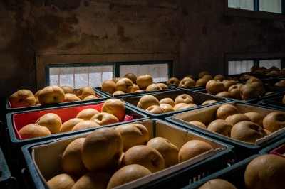 新業(yè)心故事｜與梨共好，與梨相遇